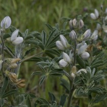 Люпин белый (Lupinus albus) Люпин белый (Lupinus albus)