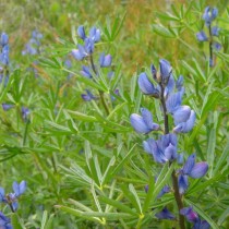 Люпин узколистный (Lupinus angustifolius) Люпин узколистный (Lupinus angustifolius)