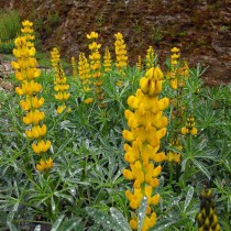Люпин жёлтый (Lupinus luteus) Люпин жёлтый (Lupinus luteus)