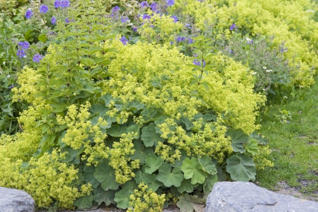Манжетка мягкая (Alchemilla mollis) Манжетка мягкая (Alchemilla mollis)