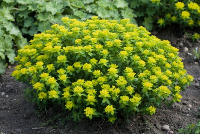 Молочай многоцветный (Euphorbia epithymoides) Молочай многоцветный (Euphorbia epithymoides)