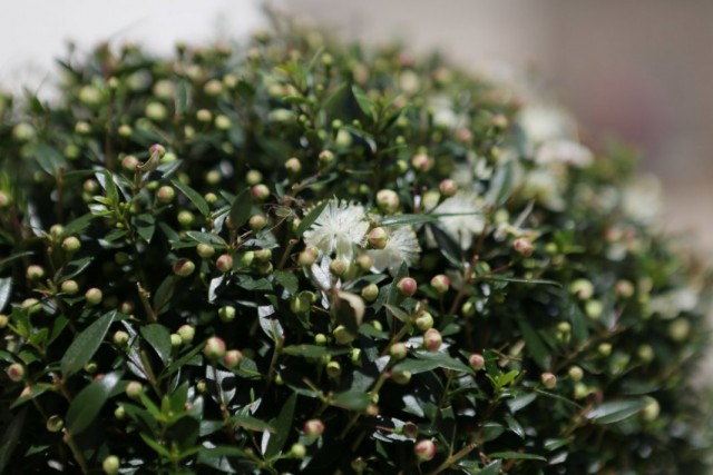 Мирт обыкновенный (Myrtus communis) Мирт обыкновенный (Myrtus communis)