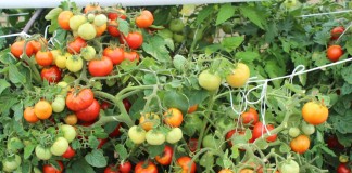 Непасынкующиеся томаты серии «НЕПАС» от агрофирмы СеДеК