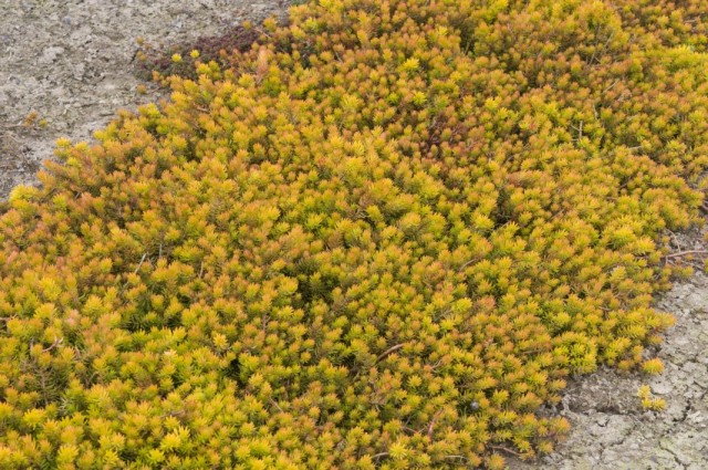 Очиток скальный, или Седум скальный (Sedum rupestre) Очиток скальный, или Седум скальный (Sedum rupestre)