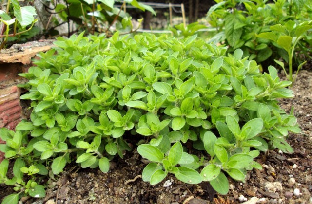 Душица обыкновенная, или Орегано (Origanum vulgare) Душица обыкновенная, или Орегано (Origanum vulgare)