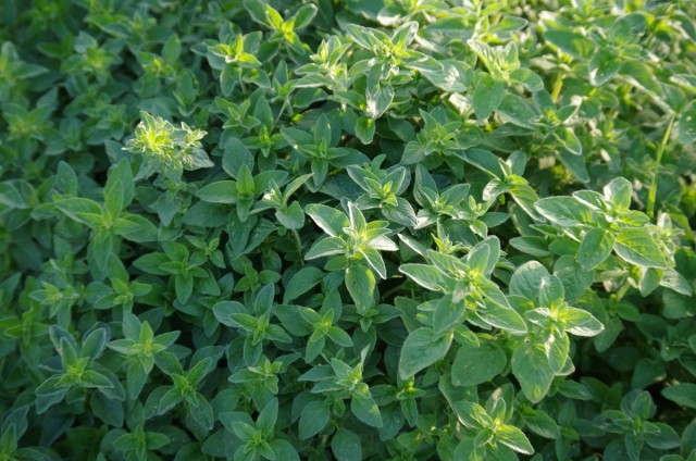 Душица обыкновенная, или Орегано (Origanum vulgare) Душица обыкновенная, или Орегано (Origanum vulgare)