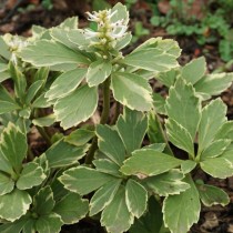 Пахизандра верхушечная (Pachysandra terminalis) Пахизандра верхушечная (Pachysandra terminalis)