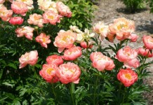 Пион «Корал Суприм» (Paeonia 'Coral Supreme')
