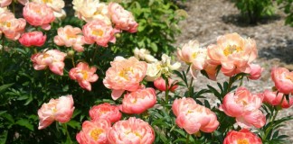Пион «Корал Суприм» (Paeonia 'Coral Supreme')