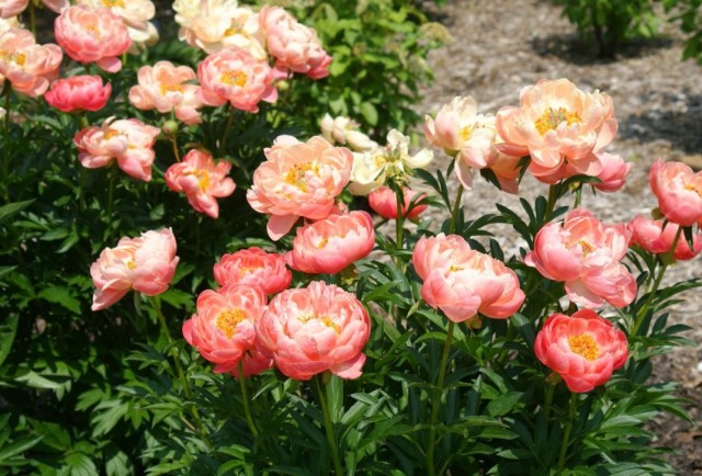 Пион травянистый «Корал Суприм» (Paeonia 'Coral Supreme') Пион травянистый «Корал Суприм» (Paeonia 'Coral Supreme')