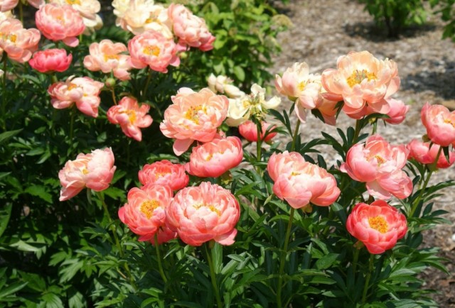   " " (Paeonia 'Coral Supreme')