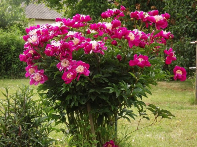 Пион молочноцветковый «Владислава» (Paeonia lactiflora 'Wladyslawa') Пион молочноцветковый «Владислава» (Paeonia lactiflora 'Wladyslawa')