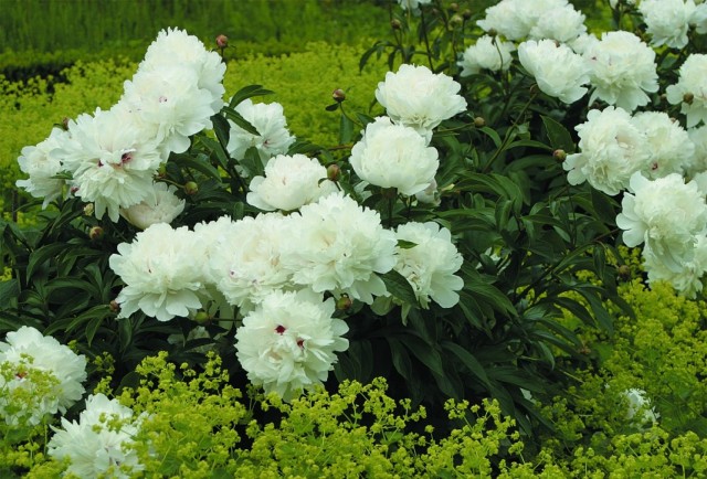   " " (Paeonia lactiflora 'Festiva Maxima')