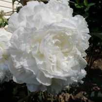 Пион травянистый «Энн Казинс» (Paeonia 'Ann Cousins') Пион травянистый «Энн Казинс» (Paeonia 'Ann Cousins')