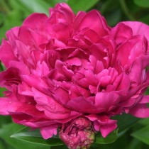 Пион травянистый «Пол М. Уайлд» (Paeonia 'Paul M. Wild') Пион травянистый «Пол М. Уайлд» (Paeonia 'Paul M. Wild')