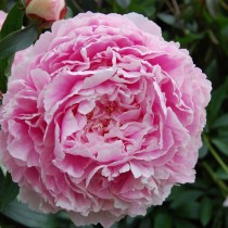 Пион травянистый «Сара Бернар» (Paeonia 'Sarah Bernhardt') Пион травянистый «Сара Бернар» (Paeonia 'Sarah Bernhardt')