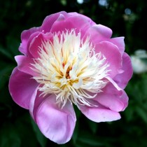 Пион травянистый «Боул оф Бьюти» (Paeonia 'Bowl of Beauty'). Форма цветка анемоновидная Пион травянистый «Боул оф Бьюти» (Paeonia 'Bowl of Beauty'). Форма цветка анемоновидная