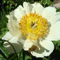 Пион травянистый «Клэр де Лун» (Paeonia 'Claire de Lune'). Форма цветка немахровая Пион травянистый «Клэр де Лун» (Paeonia 'Claire de Lune'). Форма цветка немахровая