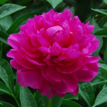 Пион травянистый «Да Фу Гай» (Ричи) (Paeonia 'Da Fu Gui'). Форма цветка махровая шаровидная Пион травянистый «Да Фу Гай» (Ричи) (Paeonia 'Da Fu Gui'). Форма цветка махровая шаровидная