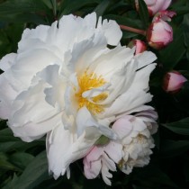 Пион травянистый «Джеймс Келвей» (Paeonia 'James Kelway'). Форма цветка розовидная Пион травянистый «Джеймс Келвей» (Paeonia 'James Kelway'). Форма цветка розовидная
