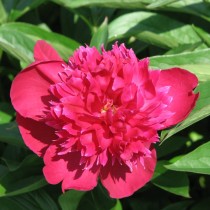 Пион травянистый «Рут Клэй» (Paeonia 'Ruth Clay'). Форма цветка махровая корончатая Пион травянистый «Рут Клэй» (Paeonia 'Ruth Clay'). Форма цветка махровая корончатая