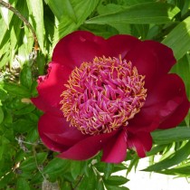Пион травянистый «Уолтер Мейнс» (Paeonia 'Walter Mains'). Форма цветка японская Пион травянистый «Уолтер Мейнс» (Paeonia 'Walter Mains'). Форма цветка японская