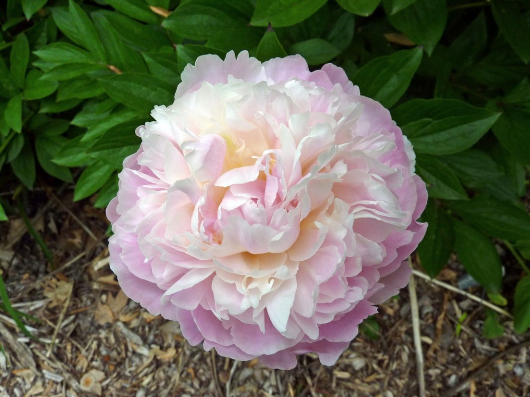 Paeonia-lactiflora-Moonstone-1
