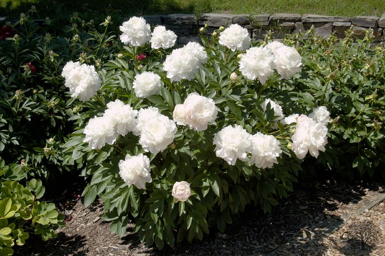 Paeonia-lactiflora-Moonstone-2