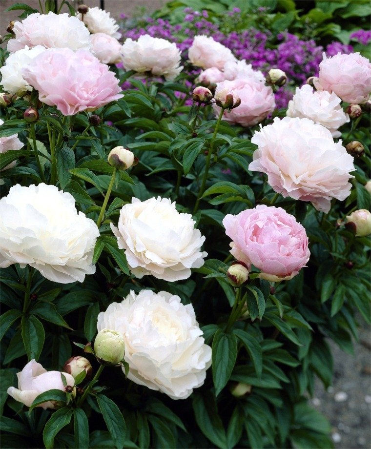 Paeonia-lactiflora-Moonstone-3