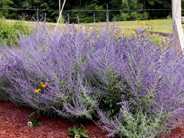Перовския лебедолистная (Perovskia atriplicifolia) Перовския лебедолистная (Perovskia atriplicifolia)