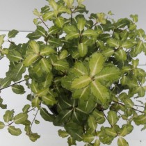 Смолосемянник тонколистный, или питтоспорум тонколистный (Pittosporum tenuifolium) Смолосемянник тонколистный, или питтоспорум тонколистный (Pittosporum tenuifolium)