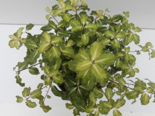 Смолосемянник тонколистный, или питтоспорум тонколистный (Pittosporum tenuifolium) Смолосемянник тонколистный, или питтоспорум тонколистный (Pittosporum tenuifolium)