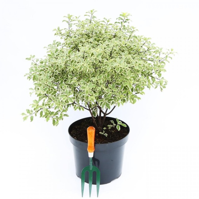 Питтоспорум тонколистный (Pittosporum tenuifolium) Питтоспорум тонколистный (Pittosporum tenuifolium)