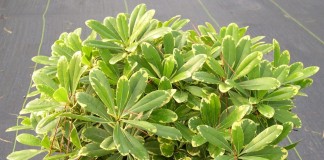 Питтоспорум Тобира (Pittosporum tobira)