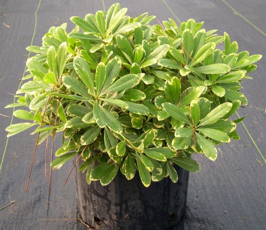 Питтоспорум Тобира (Pittosporum tobira)
