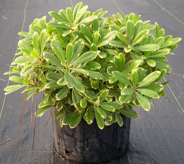 Питтоспорум Тобира (Pittosporum tobira) Питтоспорум Тобира (Pittosporum tobira)