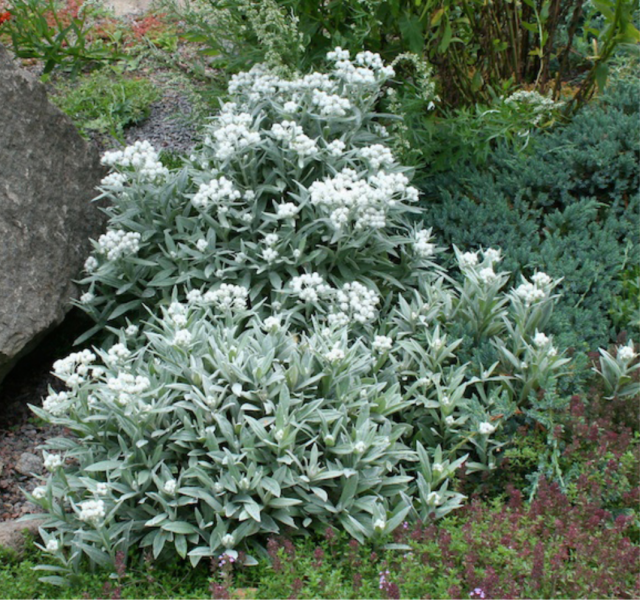 Полынь Стеллера (Artemisia stelleriana)