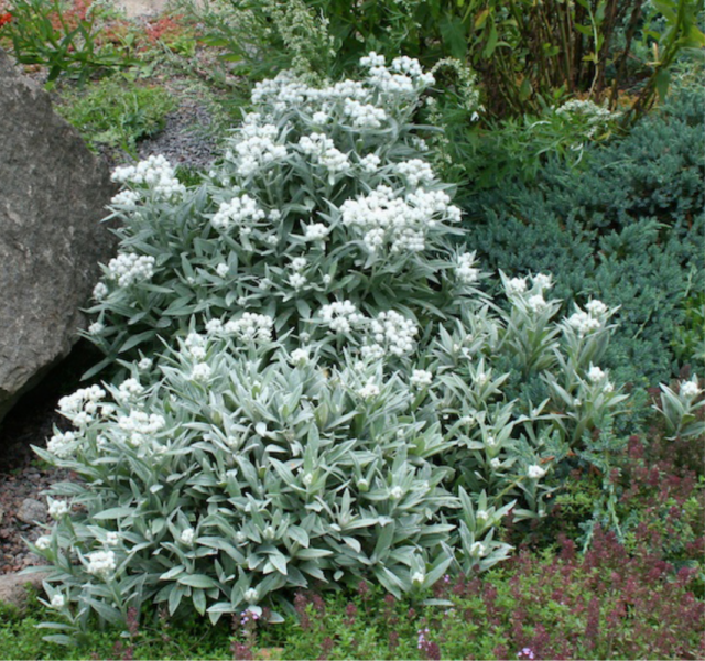 Полынь Стеллера (Artemisia stelleriana) Полынь Стеллера (Artemisia stelleriana)