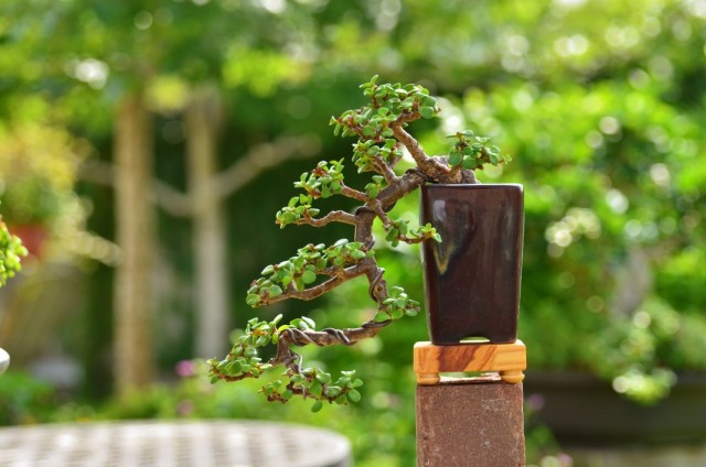 Портулакария африканская (Portulacaria afra) Портулакария африканская (Portulacaria afra)