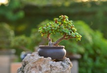 Портулакария африканская (Portulacaria afra)