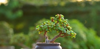 Портулакария африканская (Portulacaria afra)