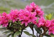 Рододeндрон (Rhododendron)
