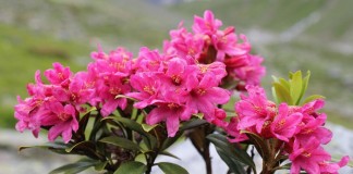 Рододeндрон (Rhododendron)