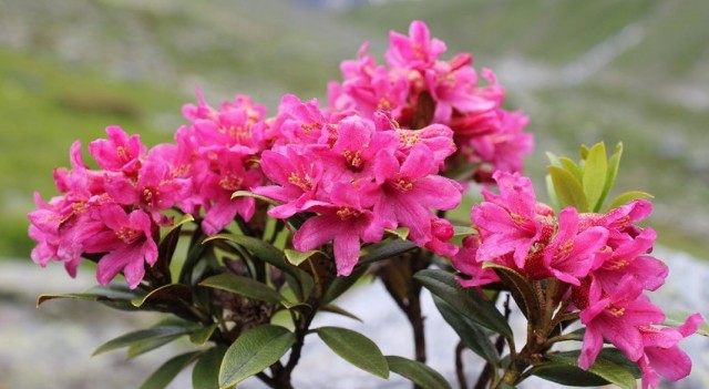 Рододeндрон (Rhododendron) Рододeндрон (Rhododendron)