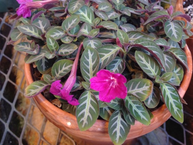 Руэллия Макоя (Ruellia makoyana) Руэллия Макоя (Ruellia makoyana)