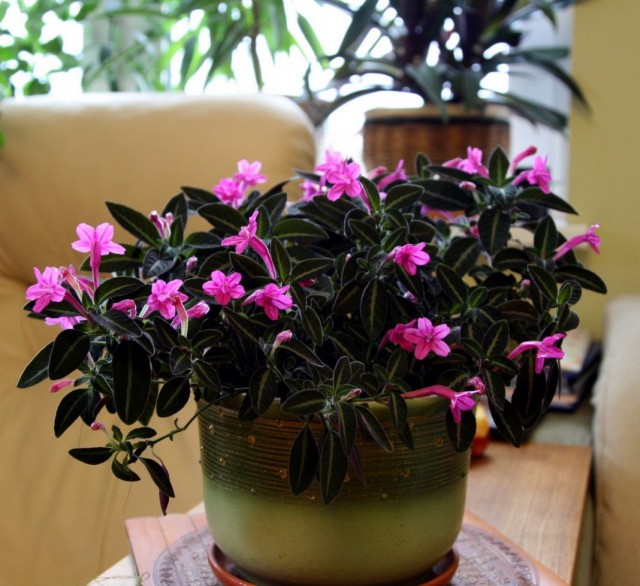 Руэллия Макоя (Ruellia makoyana) Руэллия Макоя (Ruellia makoyana)
