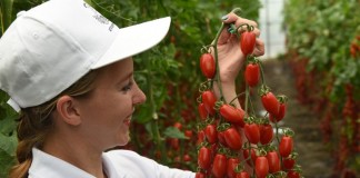 Самые вкусные томаты! Серия томатов «Вкуснотека» от агрохолдинга ПОИСК - Агрофирма «Поиск» Самые вкусные томаты от агрохолдинга ПОИСК!