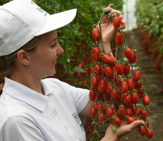 Самые вкусные томаты! Серия томатов «Вкуснотека» от агрохолдинга ПОИСК - Агрофирма «Поиск» Самые вкусные томаты от агрохолдинга ПОИСК!