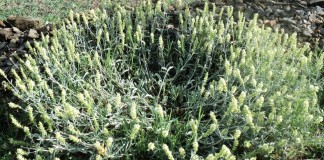 Железница крымская (Sideritis taurica). © kipro-bg