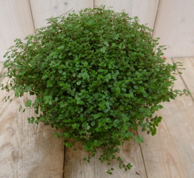 Солейролия солейрольская (Soleirolia soleirolii) Солейролия солейрольская (Soleirolia soleirolii)